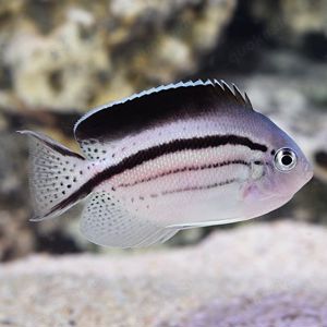 Meerwasser: Genicanthus lamarck Lyrakaiserfisch 