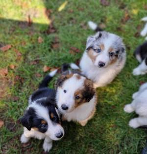 3 Süße Aussie Collie Welpen