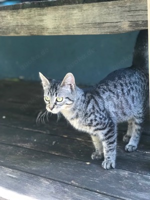 Zauberhafter Kater  Katzenkind  Kitten Juli sucht liebevolle Menschen