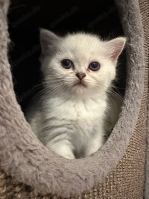 Liebevolle BKH Kitten und ihre Mama suchen ein neues Zuhause