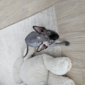 Sphynx Kater