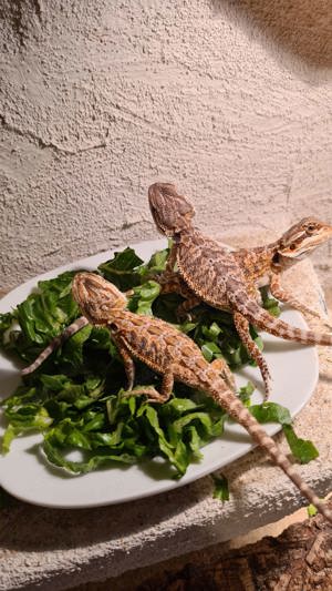 Farb Bartagamen 2 übrig Pogona Vitticeps 12 Wochen jung