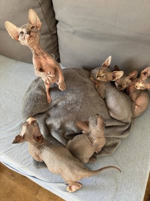 6 Kitten sind auf der Suche nach eine nette Familie.