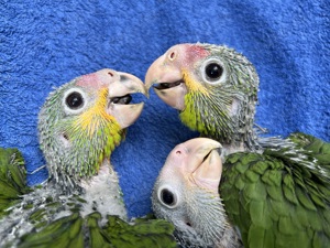 Gelbwangenamazonen Nachzucht 2024 Bild 2