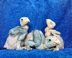 Gelbwangenamazonen Nachzucht 2024 Bild 3