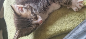 4 kleine Maine Coon Mixe suchen ein neues Zuhause 