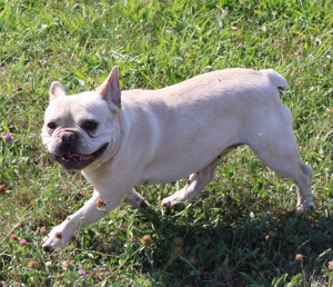 Typvolle Bully Hündin sucht Rentnerplatz - französische Bulldogge blue creme