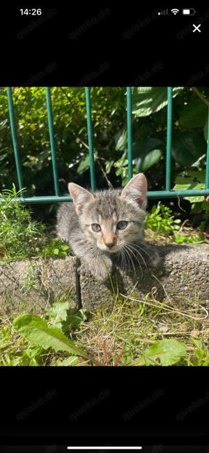 2 Katzenbabys (männlich)