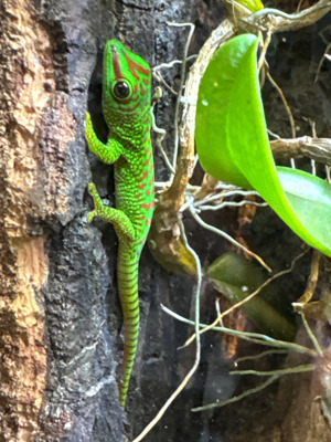 Nachzuchten Madagaskar Taggecko, Phelsuma madagascariensis grandis