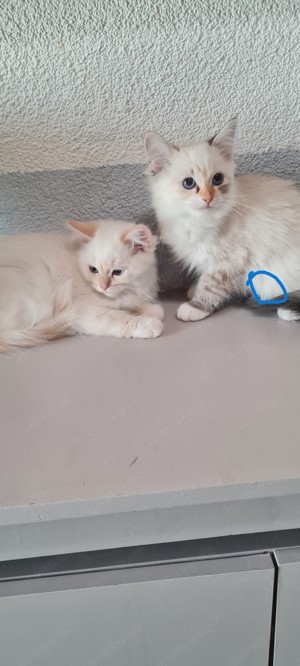 Ragdoll Kitten suchen neues Zuhause