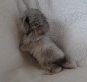 Chinchilla Jungtiere Normalfell und Angora verschiedene Farben