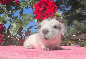 Meerschweinchen Baby California