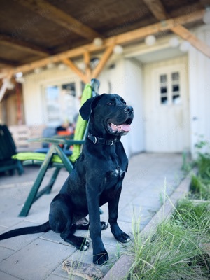 Presa Canario  Cane Corso Mix sucht liebevolles zu Hause