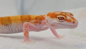 Leopardgecko Nachzuchten 2024  versch. Farbformen