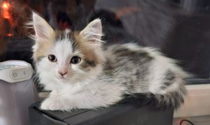 Kleine Maine Coon Kitten Mäuse  