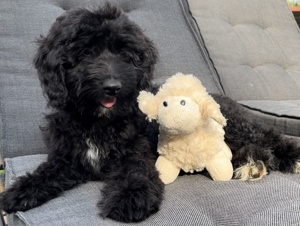 Aussiedoodle Welpen; Australian Shepherdmix und Kleinpudel