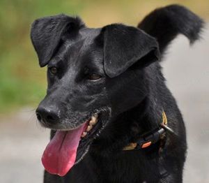 HARLEY S127 - kinderlieb, mit einem freundlichen, aktiven Wesen. Ein echter Familienhund.