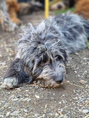 Labradoodle Welpen in Sonderfarben Merle Doodle Großpudel Labrador