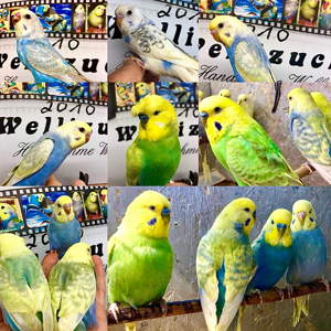 Sehr schöne HANDZAHME Wellensittiche