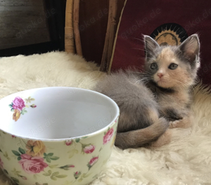 Allerliebste Maine Coon Kitten 