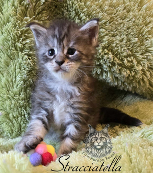 Maine Coon Kater mit Stammbaum