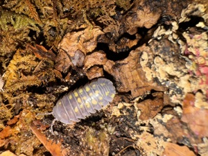 Armadillidium granulatum