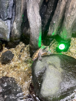 Schildkröte Moschus Schildkröte komplett abzuheben mit Terrarium Aquarium Pumpe