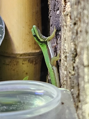 Phelsuma nigristriata (m)