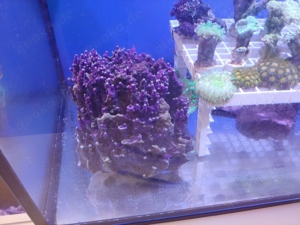 Meerwasser Acropora XL