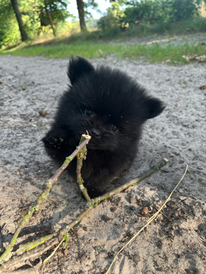 Nur noch 1 Mini Pomeranian (Boo) Mädchen 