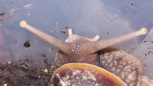 Achatschnecken Lissachatina Fulica