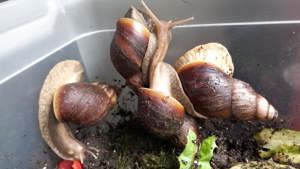 Achatschnecken Lissachatina Fulica Bild 3