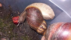 Achatschnecken Lissachatina Fulica Bild 6
