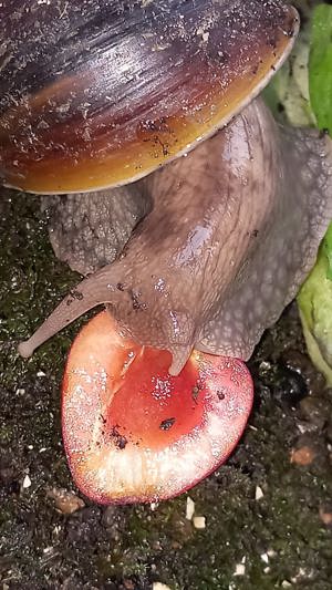 Achatschnecken Lissachatina Fulica Bild 2