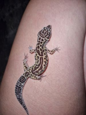 leopardgeckos NZ23