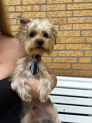 Mini Yorkshire Terrier Welpen 