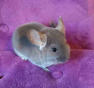 Afro Violett BLUE DIAMOND und ANGORA Träger Männchen + wunderschön +