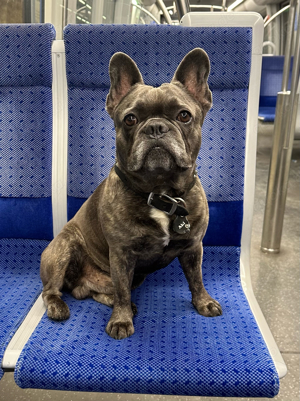 Französische Bulldogge Welpen Vom Hause Misaki