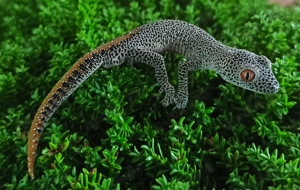 Goldschwanzgeckos Strophurus taenicauda von DRAGONZOO.de