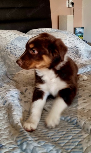 Australian Shepherd m.Pap. 13 Wochen alt 