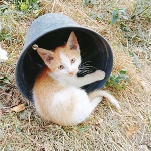 Katzenkinder Kater