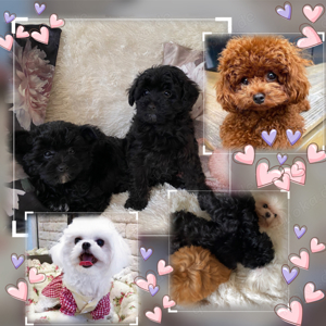 Maltipoo welpen