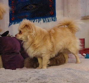 Chihuahua deckrüde  Bild 8