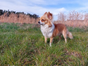 Chihuahua deckrüde  Bild 7