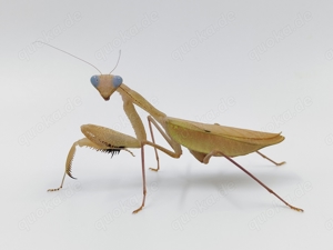 Sphodromantis aurea Männchen Weibchen Mantiden Gottesanbeterin 