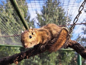  Baumstreifenhörnchen tamiops swinhoei  1.2 Zuchtgruppe 