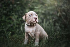 American Bully Welpen 