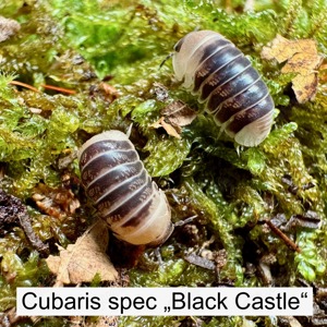 Biete NZ von Cubaris spec "Black Castle"