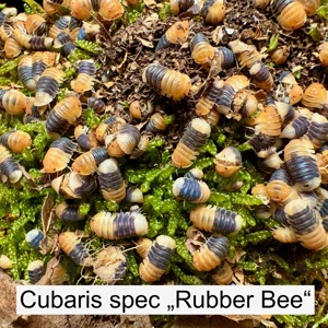 Biete NZ von Cubaris spec  Rubber Bee 