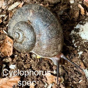 Biete Cyclophorus spec in verschiedenen Größen an